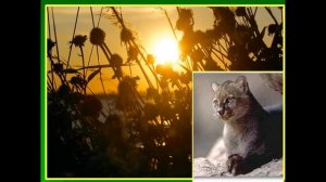 Мордовский Государственный заповедник им. П.Г. Смидовича