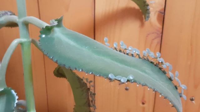 2020.53.Цветы на подоконнике# Кактусы#StayHome#The flowers#Palmen#Cacteen# смотреть онлайн