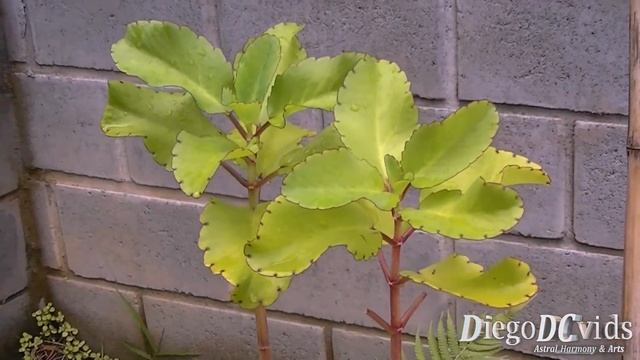 Kalanchoe Pinnata - Bryophyllum Pinnatum - Folha-da-fortuna
