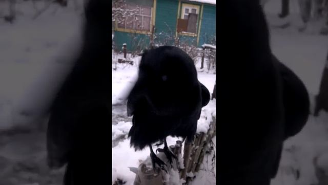 Вася ворон , кушать кушать )) смотреть онлайн