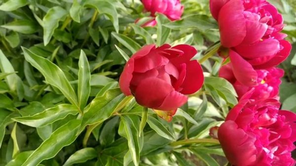 Пион Peter Brand. Петер Бранд.