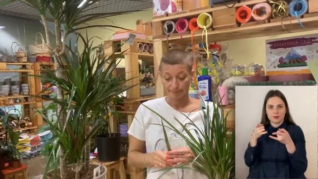 Драцена Магента большая или маленькая { СУРДОПЕРЕВОД } купить большую или вырастить самому? смотреть онлайн