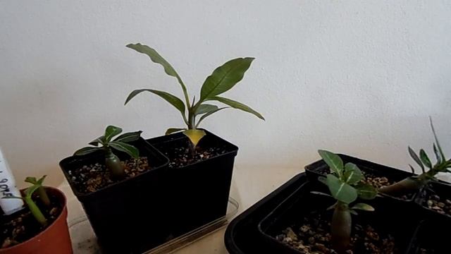 Мои растения, обзор.Королевская пеларгония, адениум, плюмерия, кактусы. Грунт Лечуза. Весна 2017. смотреть онлайн