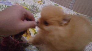 Карликовый шпиц.