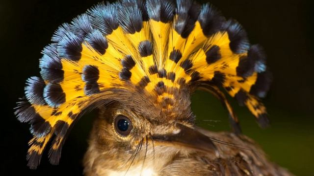 Самые необыкновенные животные . Интересно смотреть онлайн