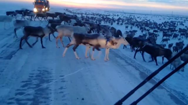 Дорога Усинск-Харьяга смотреть онлайн