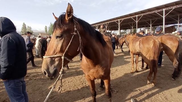 КАРАКОЛ АТ БАЗАР Ысык-Кол 9-май 2021 смотреть онлайн
