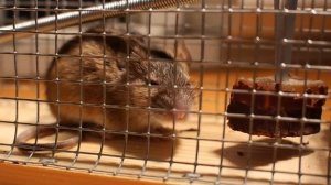 К чему снятся крысы. Видеть во сне крысу - убегает, кусает, нападает - СОННИК