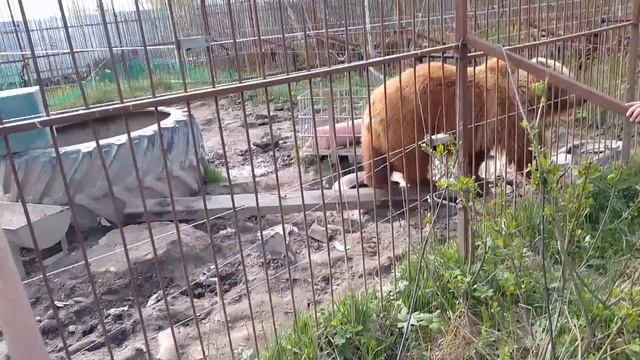 ёк якорек! машина лазалка день 2 смотреть онлайн
