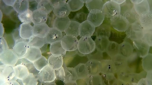 ОКУНЬ. Л.П.Сабанеев. Жизнь и Ловля пресноводных Рыб. смотреть онлайн