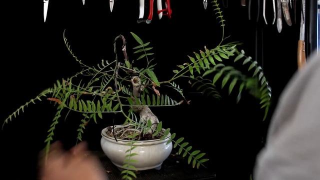 Bonsai estilo llorón - schinus molle смотреть онлайн