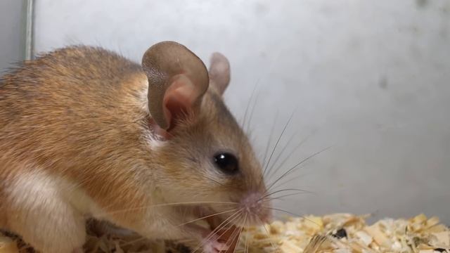 Аксолотль. Регенерация. Аксолотлю откусили лапу.