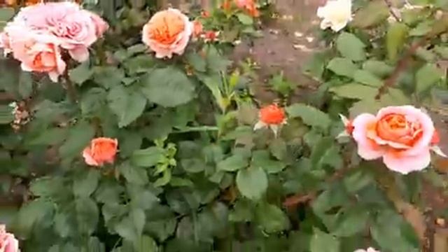 Цветение роз в конце августа 2022 года смотреть онлайн