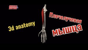 3d anatomy. Плечелучевая мышца