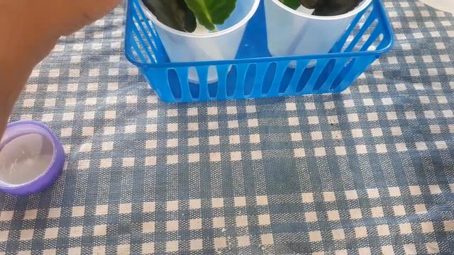 Propagating African violet leaves in water with rooting hormones vs without hormones **science exp* смотреть онлайн