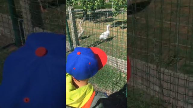 Waarneming van de boerderijdieren : смотреть онлайн