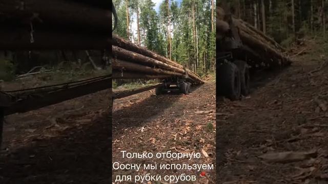 #домаизбревна Срубы в Киржаче, Владимирская область. смотреть онлайн