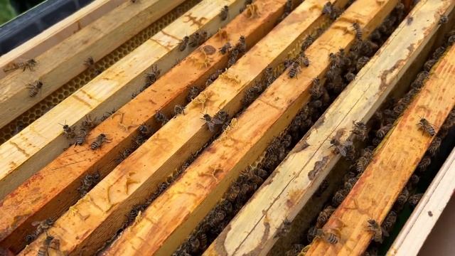 #571 ЖАРА НА ХУТОРЕ! Поехали на речку с Кабаном! смотреть онлайн