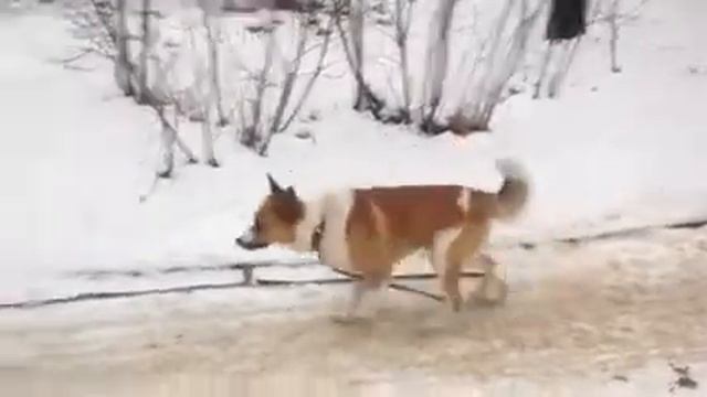 Дрессировка собаки http://dogclass.ru/ смотреть онлайн