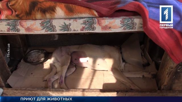 Приюты для брошенных животных смотреть онлайн