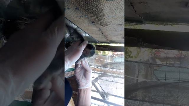 Что делать если завелись голуби (гнездо на балконе) выпуск 2 смотреть онлайн