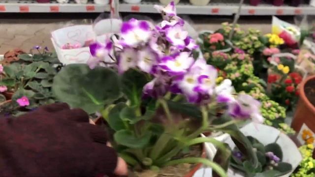 Интересные фиалки в магазине ОБИ с ценами смотреть онлайн