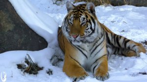 Стихотворение про Сибирь (Белая Медведица)