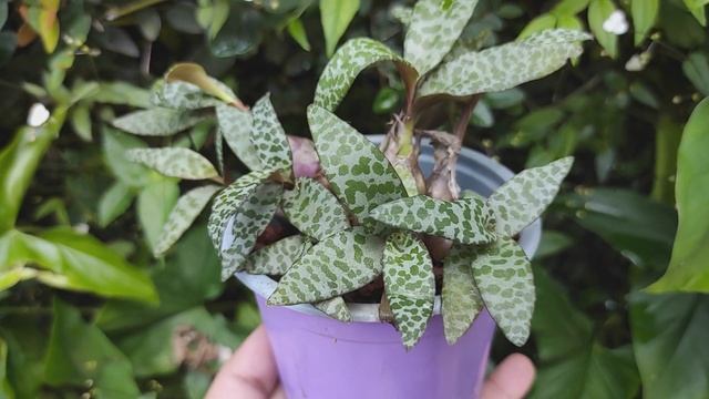 LEDEBOURIA SOCIALIS CUIDADOS, REPRODUCCIÓN Y MÁS / PLANTA JIRAFA смотреть онлайн