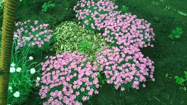 Обзор моей гвоздики 