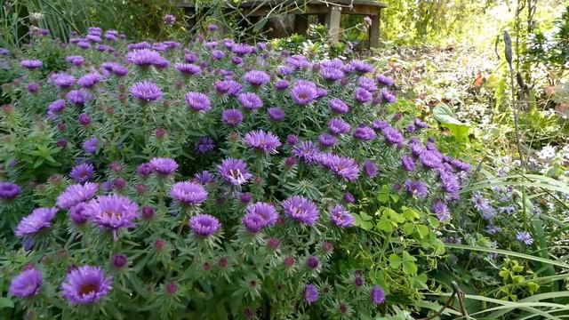 Aster novae angliae 'Purple Dome' смотреть онлайн