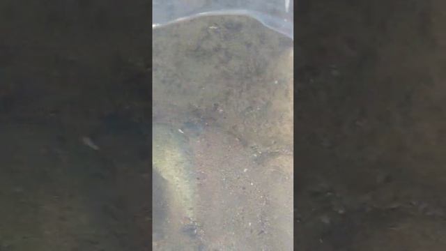 Подводный Мир Средиземного Моря#shorts смотреть онлайн