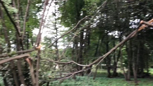 Ураган в Минске. Сотни деревьев повалены. Ликвидируют последствия смотреть онлайн