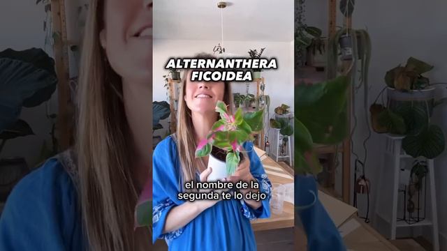 Haul de #plantasdeinterior: Selaginella willdenowii, Alternanthera y Philodendron gloriosum #planta смотреть онлайн