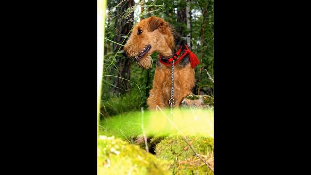 Calm Heritage of Nessland (Sonia) - Airedale Terrier. 2014. смотреть онлайн