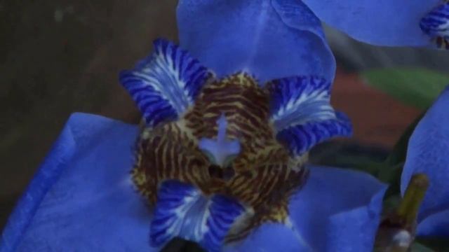Neomarica caerulea (Iris azul) смотреть онлайн