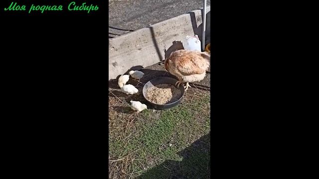 Курица - мамка с цыплятами. смотреть онлайн