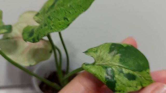 Сингониум Grey Ghost (Серый призрак) смотреть онлайн