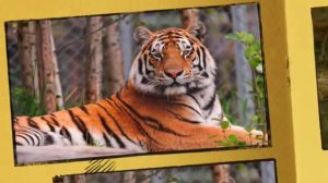 энциклопедия для малышей. тигры