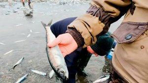 Шторм выбросил тонны селедки на побережье на Сахалине. Жители ведрами собирают рыбу