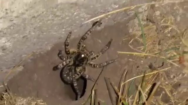 Южнорусский тарантул смотреть онлайн