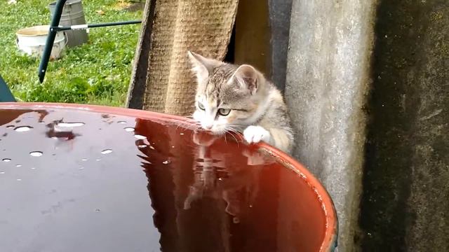 Выпей море, Ксанф! смотреть онлайн