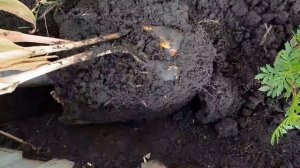 РАЗМНОЖЕНИЕ ТЮЛЬПАНОВ