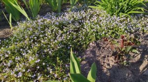 Вероника нитевидная - сорняк или спасительница розария?