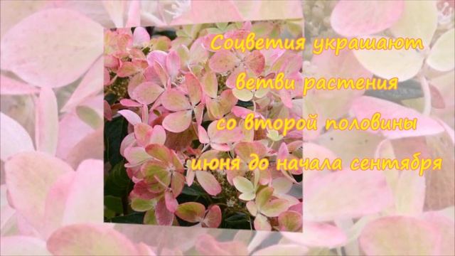 ВСТРЕЧАЙТЕ!! НОВЫЙ СОРТ ГОРТЕНЗИИ ПАСТЕЛЬ ГРИН смотреть онлайн