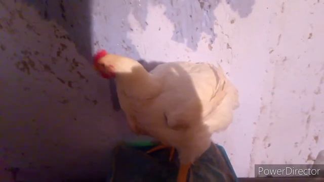 Выращивание Бройлеров с Первых Дней и до Забоя! Бройлерам 62 дня смотреть онлайн