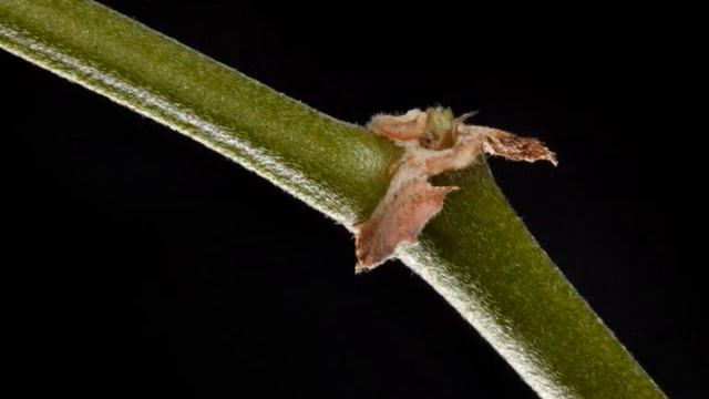 - EN RIKTIGT LUDEN PELARGON....FOTO: HASSE BROMS