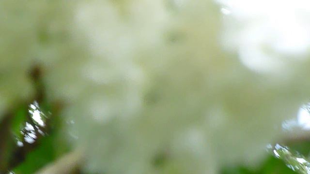 Spring - Syringa vulgaris - Sering - Meibloem - 28-04-2011 - 1 смотреть онлайн