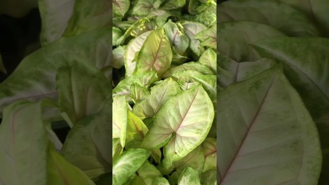 Arrowhead plant 'Golden Children' 金童子合果芋 シンゴニウム Сингониум ножколистный (syngonium podophyllum) смотреть онлайн