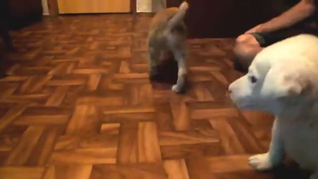 Кольтик