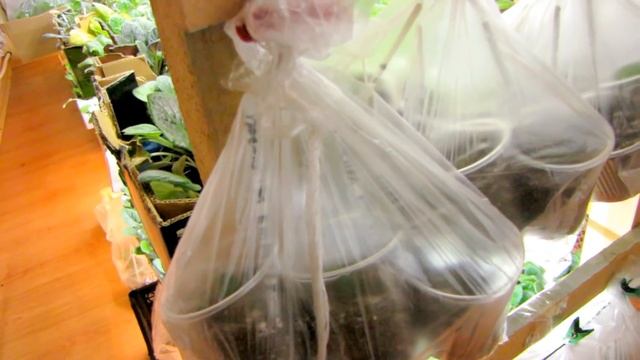 Экономим место при выращивании фиалок! Быстро и дешево укореняем листья! смотреть онлайн